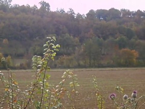 Attaque du lièvre par les chiens courants, dans le Gers