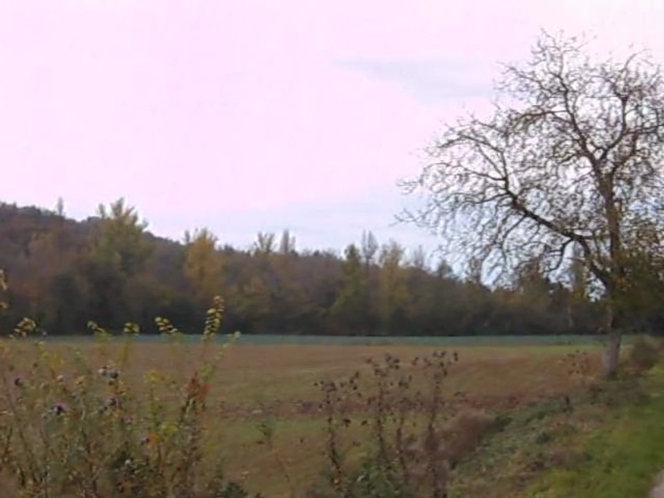 Bien aller de chiens courants un lièvre (Gers)