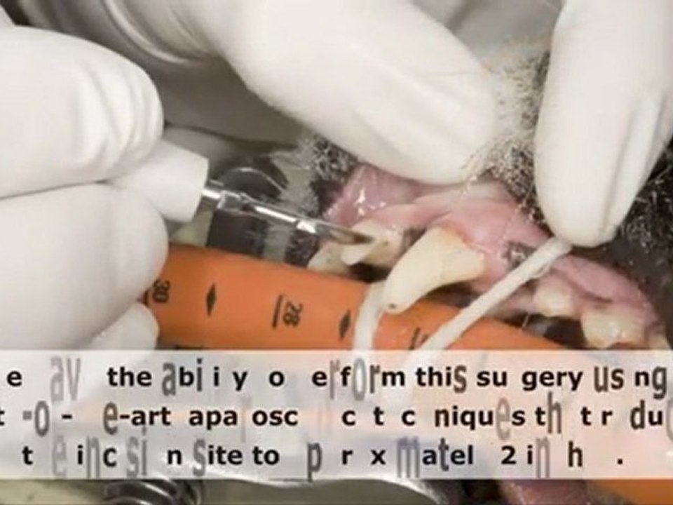 Animal health care services at Pet Hospital in CA