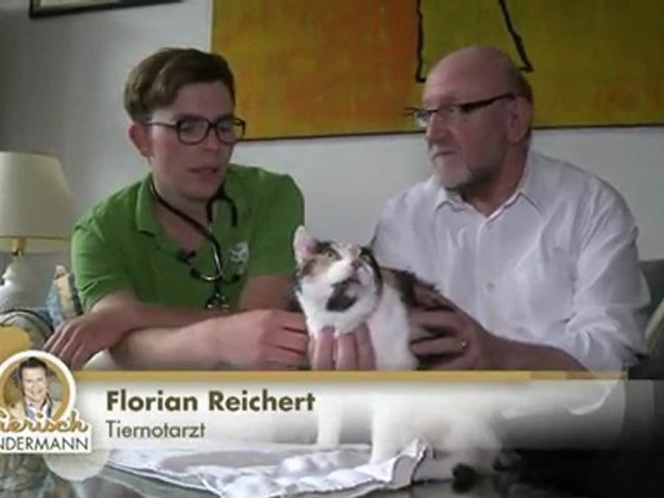 Fenstersturz bei Katzen