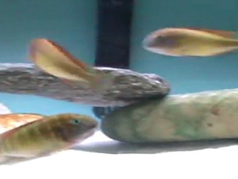 RED RAİNBOW KASANGA