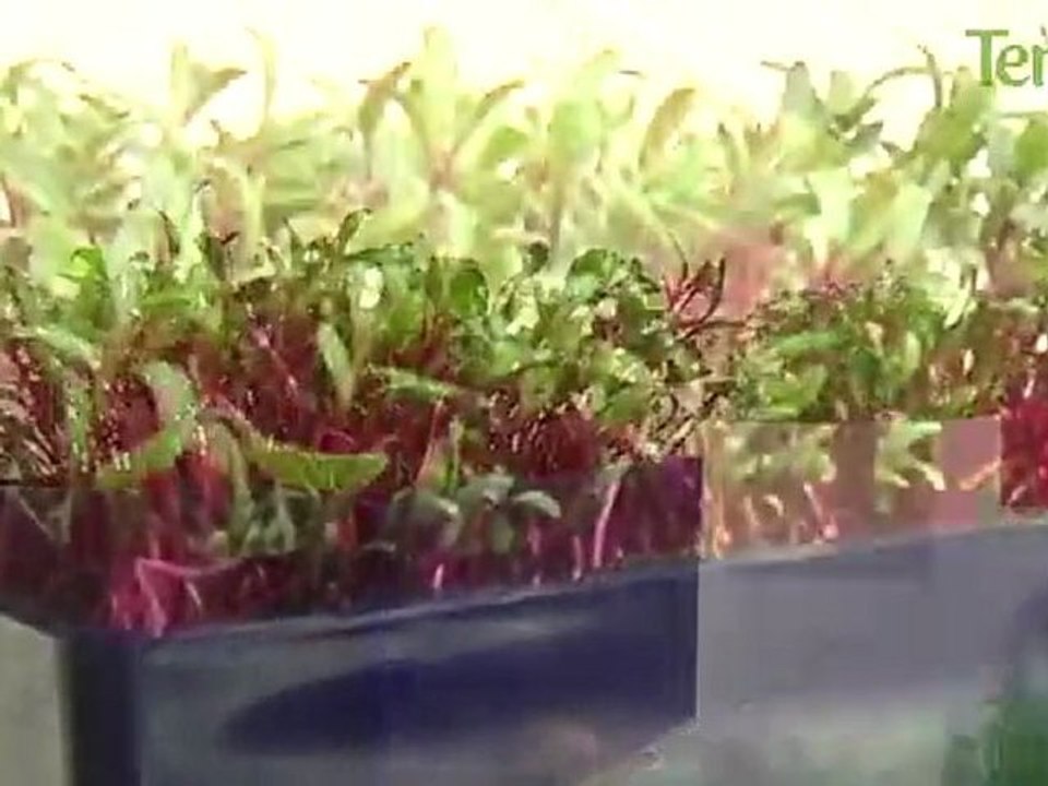 Présentation des carrés de gazon Racine Carré