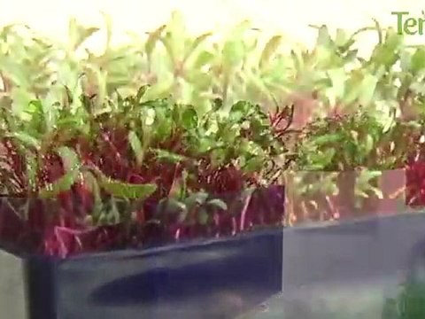 Présentation des carrés de gazon Racine Carré