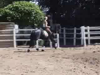 Jeitse movie dressage Friesian stallion