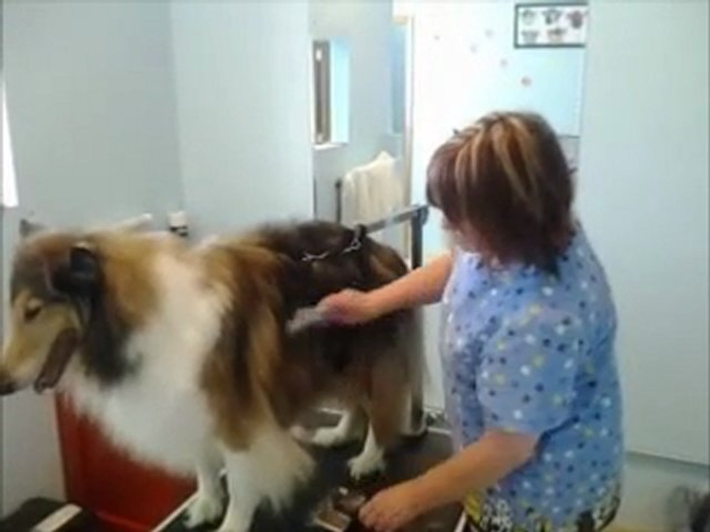 ⁣Perfect Pooch Dog Grooming, Dog Day Care, Pet Groomer, Dog Sitting