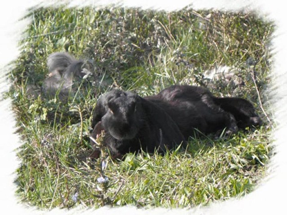 bunnyland : sortie des lapins