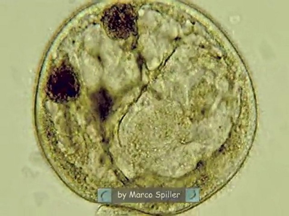 Trachelius ovum