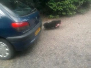 MES CHIOTS NOIRS 2
