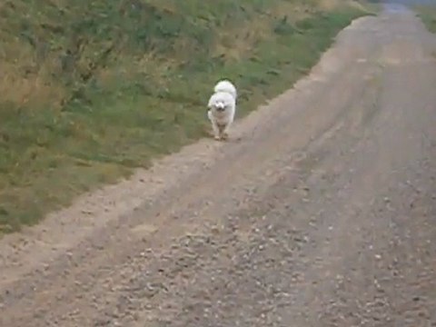 CHIEN COURT APRES TGV NOUVELLE VIDEO