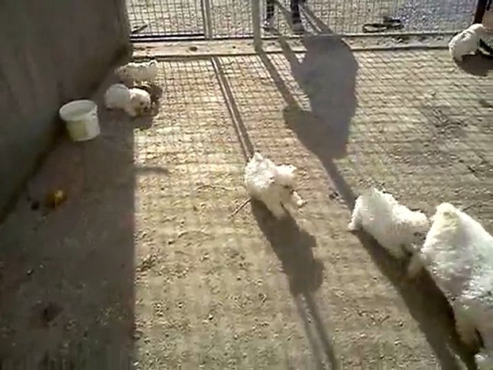 Chiots bichons frisé LOF