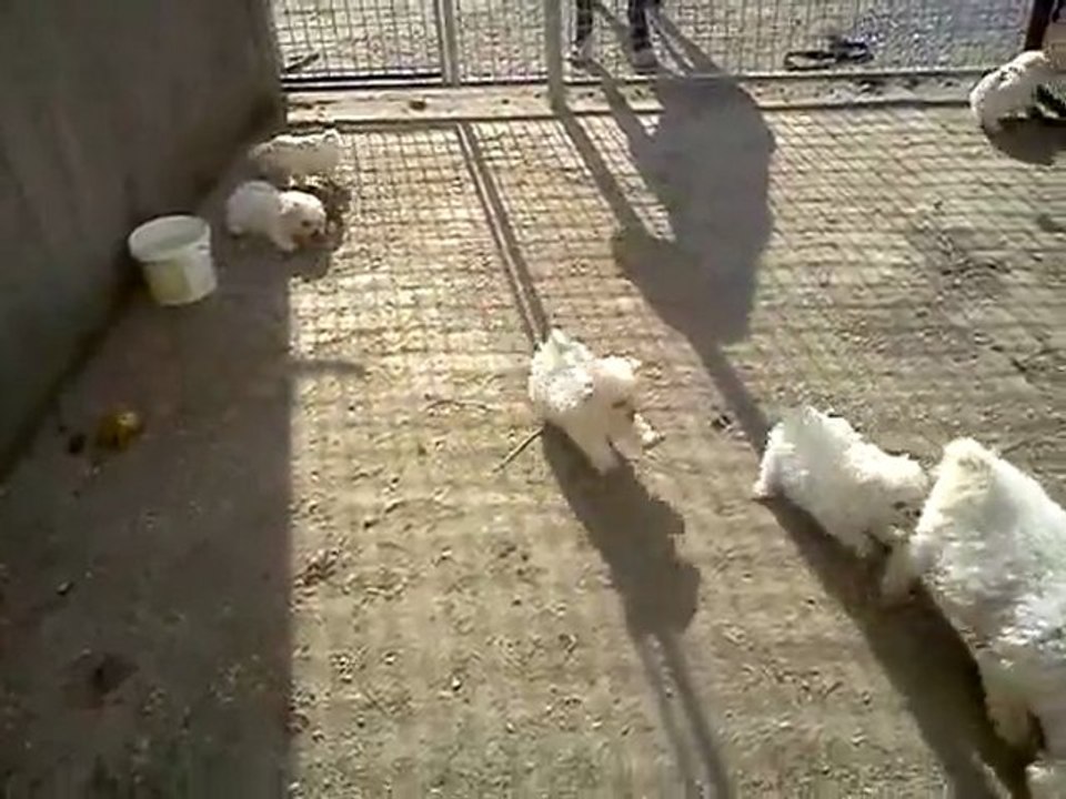 Chiots bichons frisé LOF