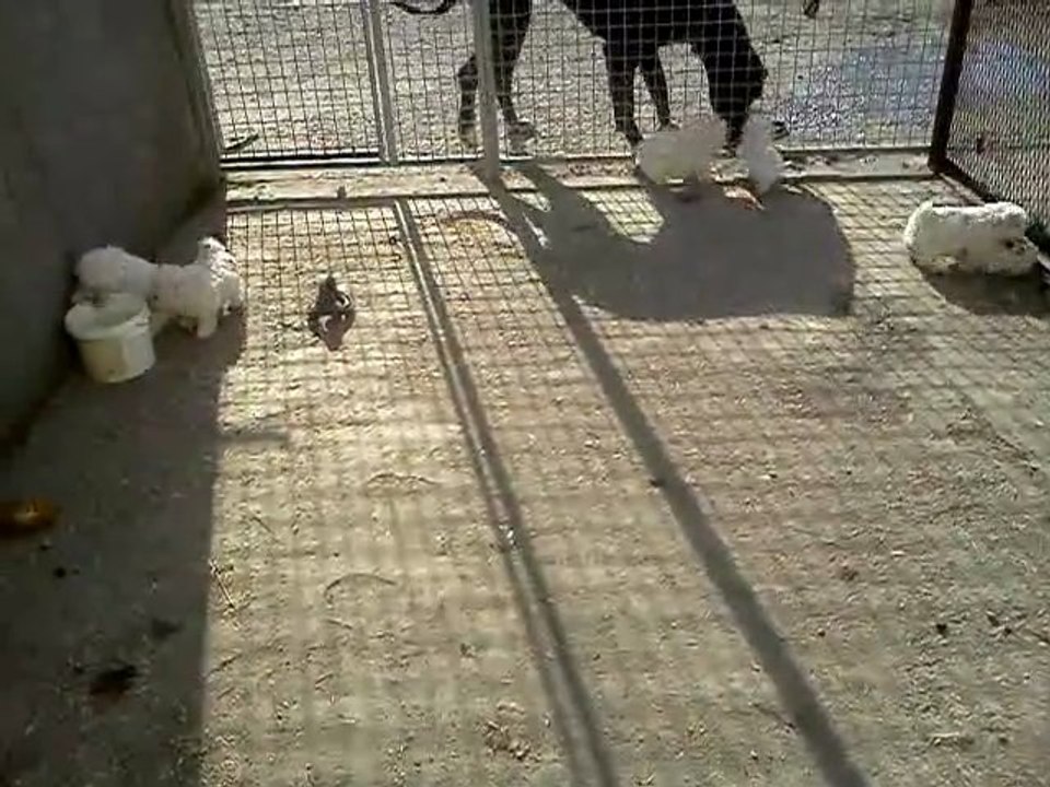 Chiots bichons frisé LOF