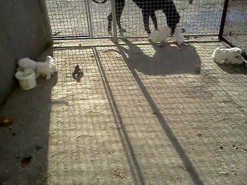 Chiots bichons frisé LOF