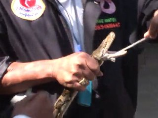Caçador de cobras