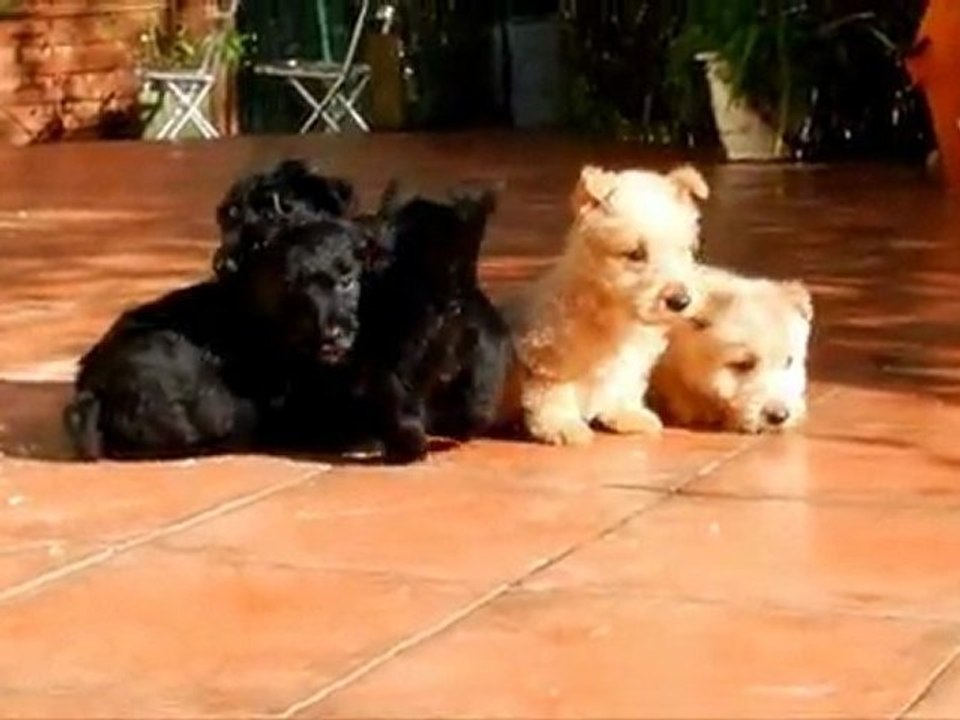 scottish terrier