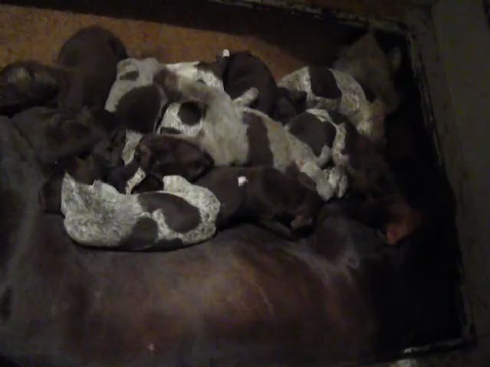 Chiots Braques Allemands