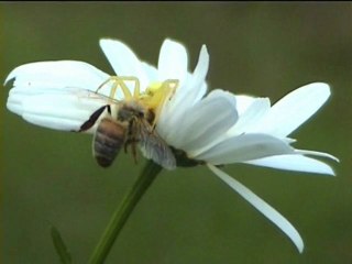 araignée proie marguerite