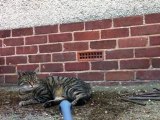 Radio controlled tank shoots cat