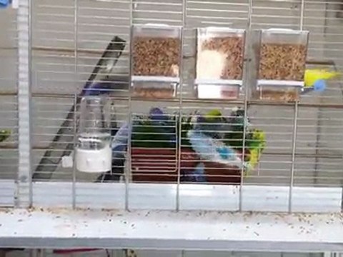 Muhabbet kuşları yeşillik keyfi3