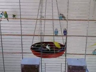 Muhabbet kuşları yeşillik keyfi2