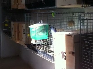 Muhabbet kuşlarının banyo keyfi