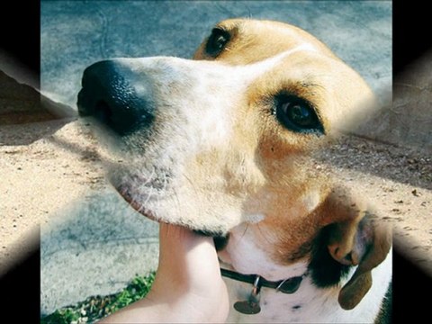 Types of Dog Breeds With Pictures