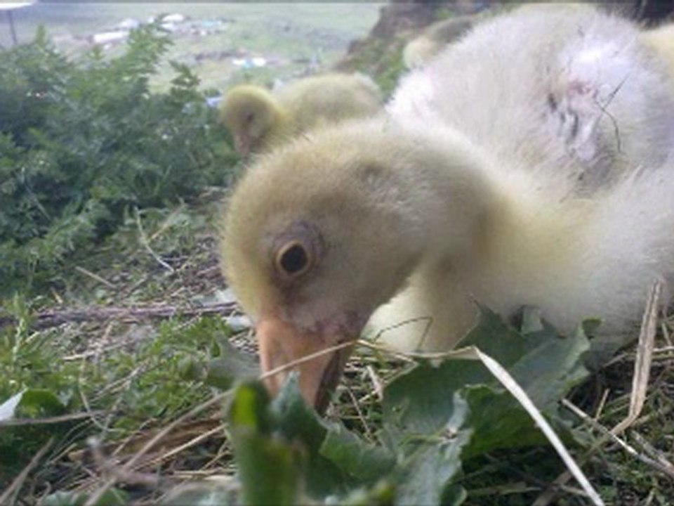 ARDAHAN HOÇVAN Taşlıdere köyü pangis köyü @ MEHMET ALİ ARSLAN Videos