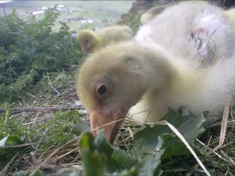 ARDAHAN HOÇVAN Taşlıdere köyü pangis köyü @ MEHMET ALİ ARSLAN Videos