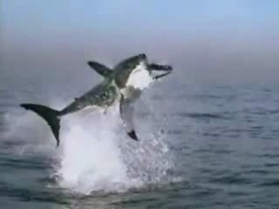 0403 - Requin VS Phoque en Slow motion