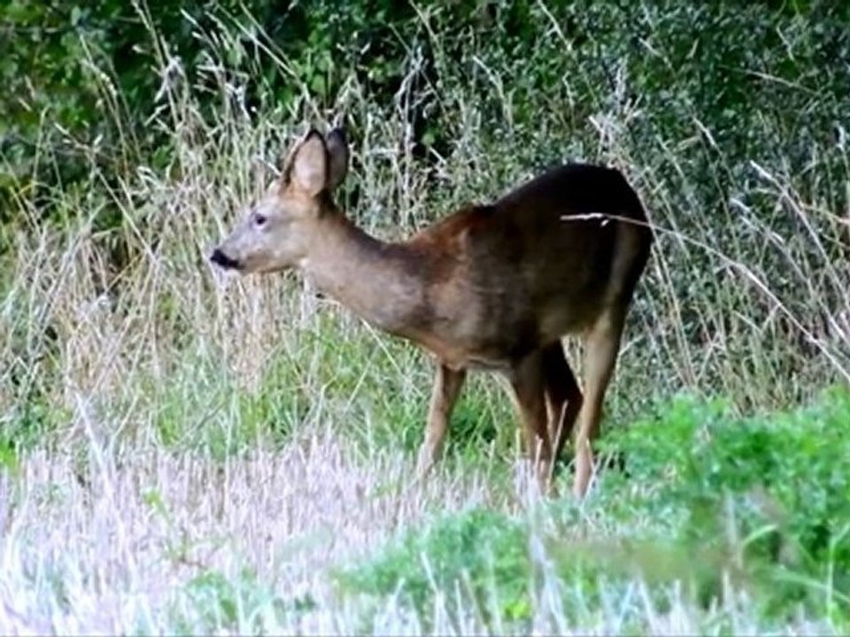 Chevreuil à trois bois