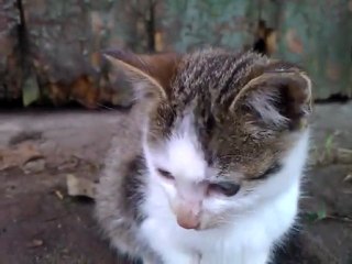 Kotek