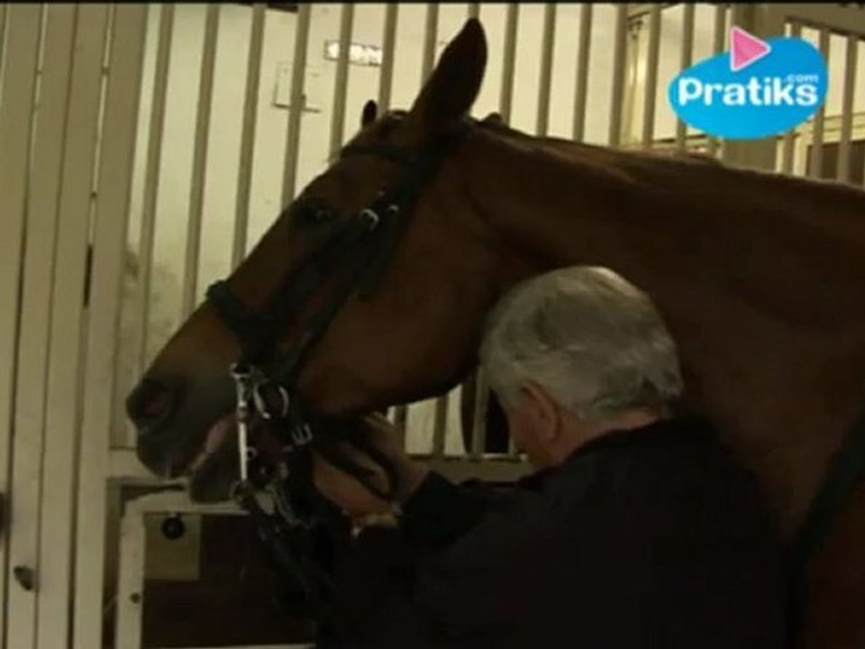 Equitation - Comment brider un cheval ?