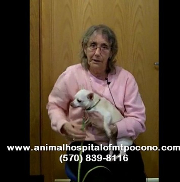 Pet Care - Dog Care with Vet in Mt. Pocono