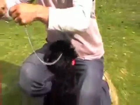 Dog Training-Stop Your Dog From Chewing The Leash