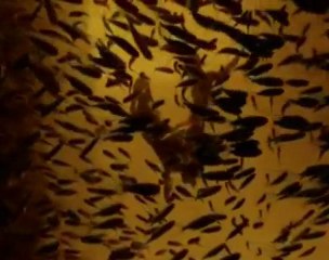 EMILIE-CLARIE BARLOW /JARDIN D'HIVER