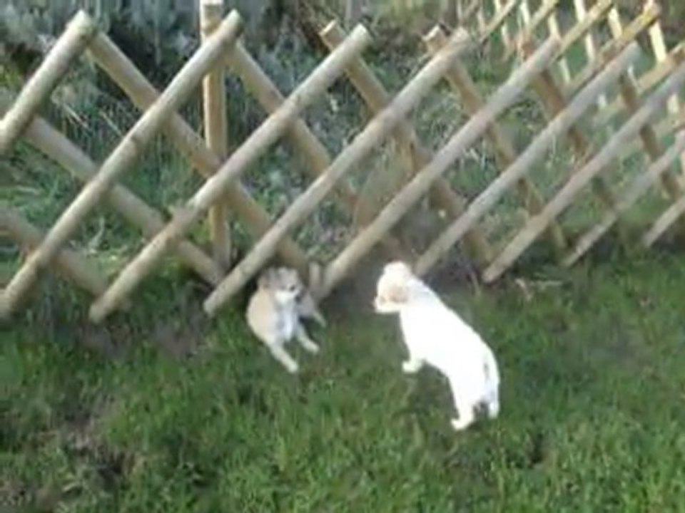 2011 novembre 17, jeux en extérieur (2)