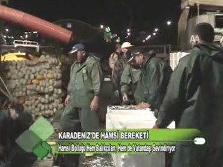 Karadenizde Hamsi Bereketi 16.11.2011
