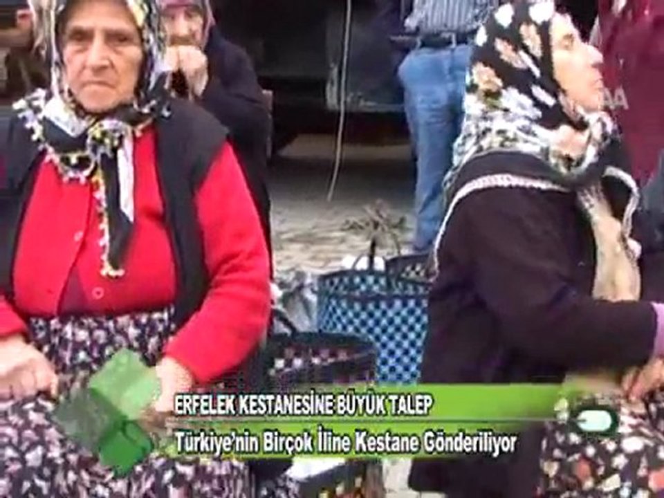 erfelek kestanesıne buyuk talep 17 11 2011