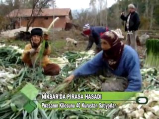 Niksarda Pırasa Hasadı 17.11.2011
