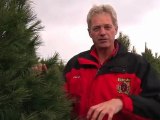 Quick Tip: Real Christmas Trees Vs. Artifical Trees