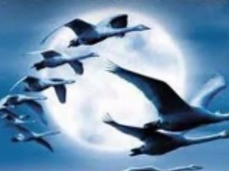 ELİF REYYA NAZ-OSMAN TEKERCİ     YARALI TURNA