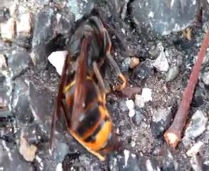 18112011 Frelon asiatique, Vespa velutina