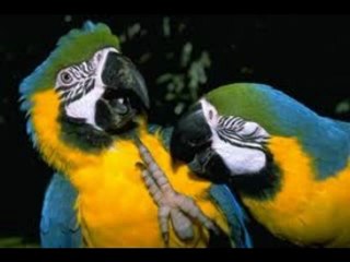 Bossa Jazz Club (Electronic Music Sound)