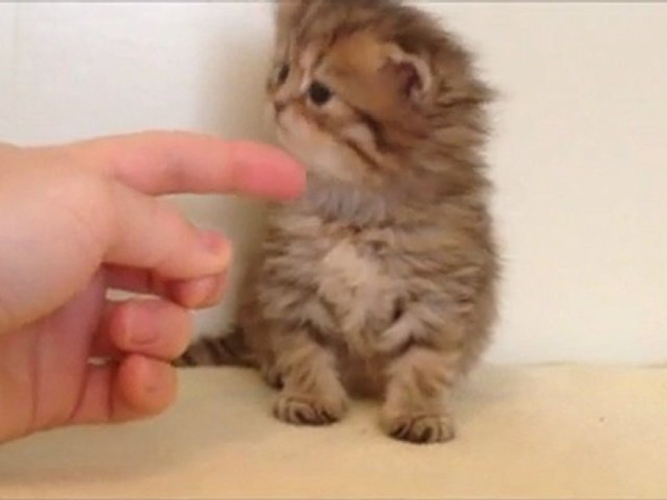 Grimousse de Silver Gate - Chaton Persan Golden Shaded à 1 mois