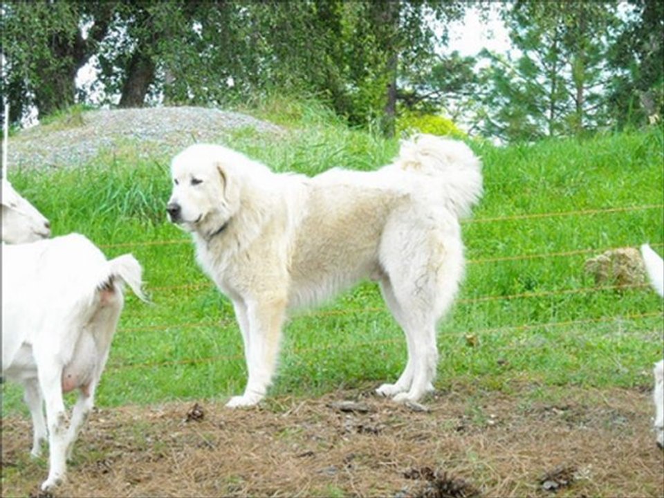 Large Dog Breed