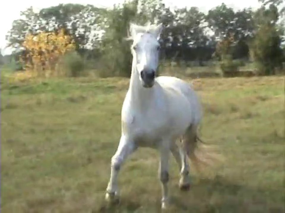 galop de méléna et néva lachées au pré