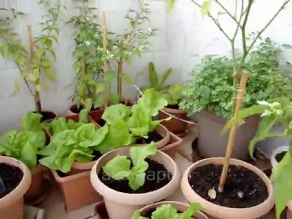 Akvaryum sera