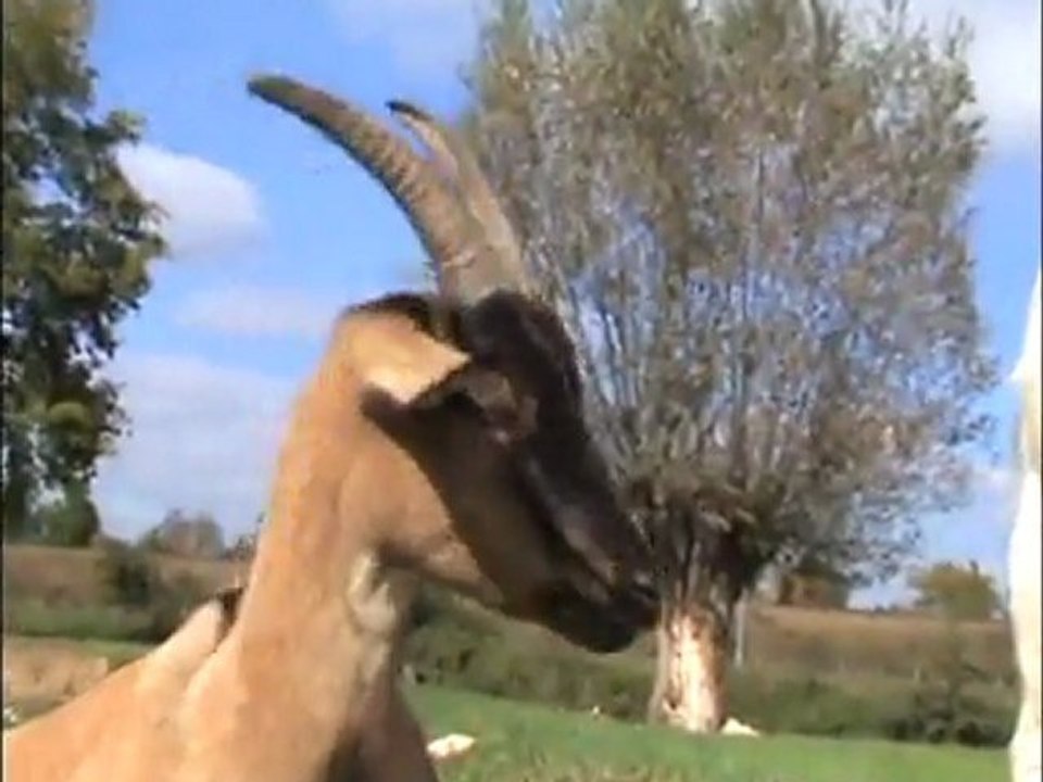 zezette et pousix
