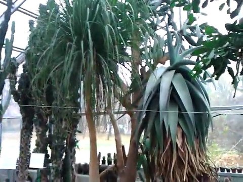 Moja okolica cz.8 - Palmiarnia Łódź