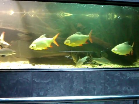 Moja okolica cz.9 - Palmiarnia Łódź - Palmiarnia Łódź